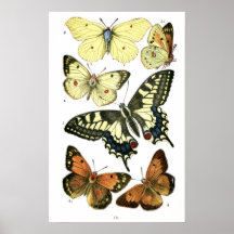 Papillons Posters