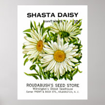 Paquet vintage de graine de marguerite de Shasta Posters