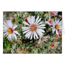 Parque Las Cajas, Equateur Cartes