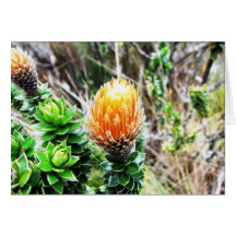 Parque Las Cajas, Equateur Cartes De Vœux