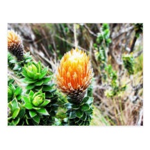 Parque Las Cajas, Equateur Cartes Postales