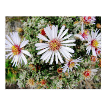 Parque Las Cajas, Equateur Cartes Postales