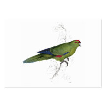 Parrakeet Pacifique par Edward Lear Cartes De Visite Professionnelles