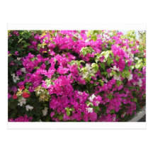 Passion rose cartes postales
