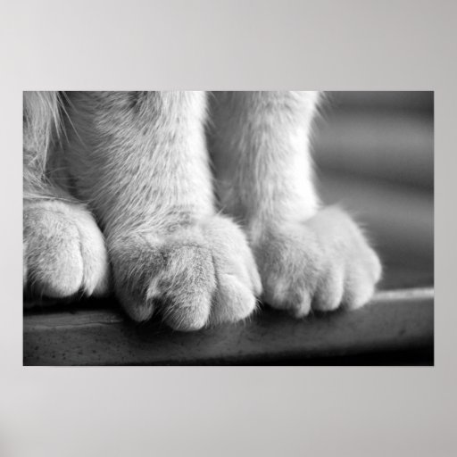 Pattes de légende affiche
