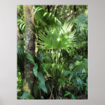 Paume hawaïenne sauvage posters