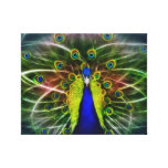 Pauw Dreamcatcher Stretched Canvas Afdrukken