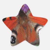 Pauw Stervormige Stickers