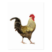Pavanement de la carte postale de coq
