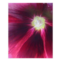 Pavot pourpre  tirage photo