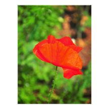 Pavot rouge faire-parts