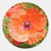 Pavots - Coquelicots Adhésifs