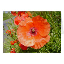Pavots - Coquelicots Cartes De Vœux