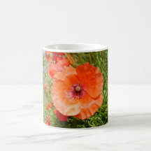 Pavots - Coquelicots Tasses