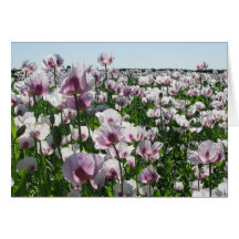 Pavots roses carte de vœux