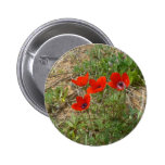 Pavots rouges en vert badge avec épingle