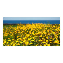 Paysage avec des marguerites cartes de vœux avec photo