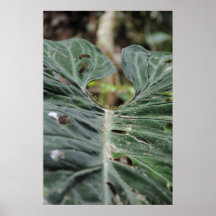 Peau de la pluie poster
