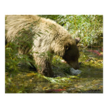 Pêche de l'ours noir photos