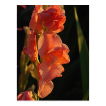 Pêche Glads Carte Postale