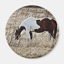 Peignez le cheval aimant pour réfrigérateur