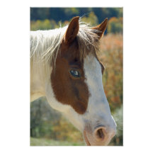 Peignez le cheval photo d’art