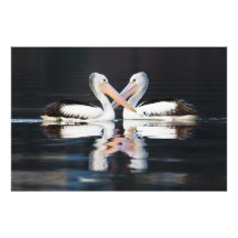 Pelecanus australien Conspicillatus de pélicans Tirages Photo