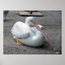 Pélican blanc affiches