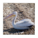 Pélican blanc américain carreau