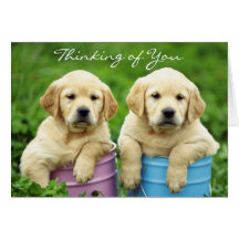 Pensée à vous carte de chiots de labrador retrieve