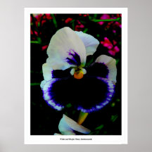 Pensée blanche et pourpre (luminescente) posters
