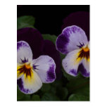 Pensées blanches mauve-foncé carte postale