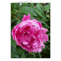 Pensez la fleur rose cartes