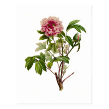 Peonia moutan par Pierre-Joseph Redouté Cartes Postales