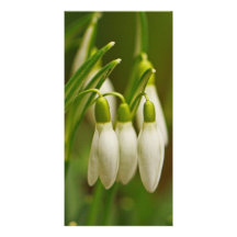 Perce-neige Photocard Photocarte Customisée