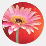 Perfecte roze en gele de bloesemflo van het gerber ronde sticker