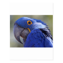 Perroquet bleu carte postale