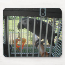Perroquet Mousepad Tapis De Souris