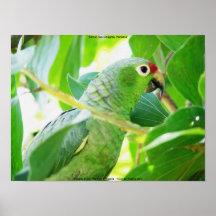Perroquet, Rio Chagres, Panama Posters