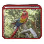 Perroquet rouge d'ara housses iPad