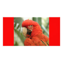 Perroquets Cartes De Vœux Avec Photo
