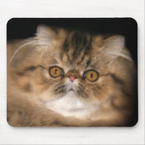 Persan tigré de Brown tapis de souris