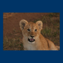 Petit animal de lion dans le masai Mara posters