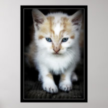 petit chat posters