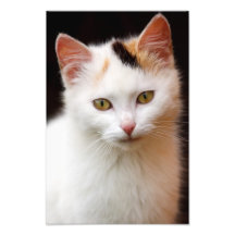 Petit chaton mignon art photographique