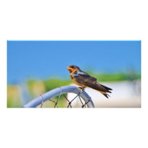 Petit oiseau sur un filet modèle pour photocarte
