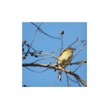 Petite copie d'oiseau toiles tendues