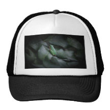 Petite grenouille casquettes de camionneur