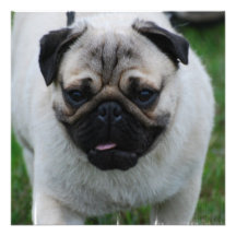 Petites invitations de chiot de carlin