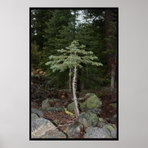 Peu d'arbre posters
